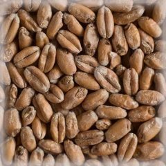 Malț Chateau Wheat Blanc