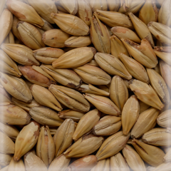 Malț Chateau Red Intense