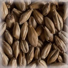 Malț Chateau Munich Light