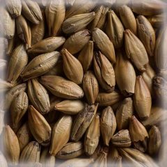 Malț Chateau Cara Gold