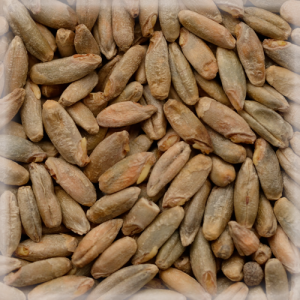 https://homebrewery.md/wp-content/uploads/2025/02/Rye-malt-300x300.png
